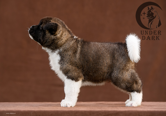 Щенки Американской акиты